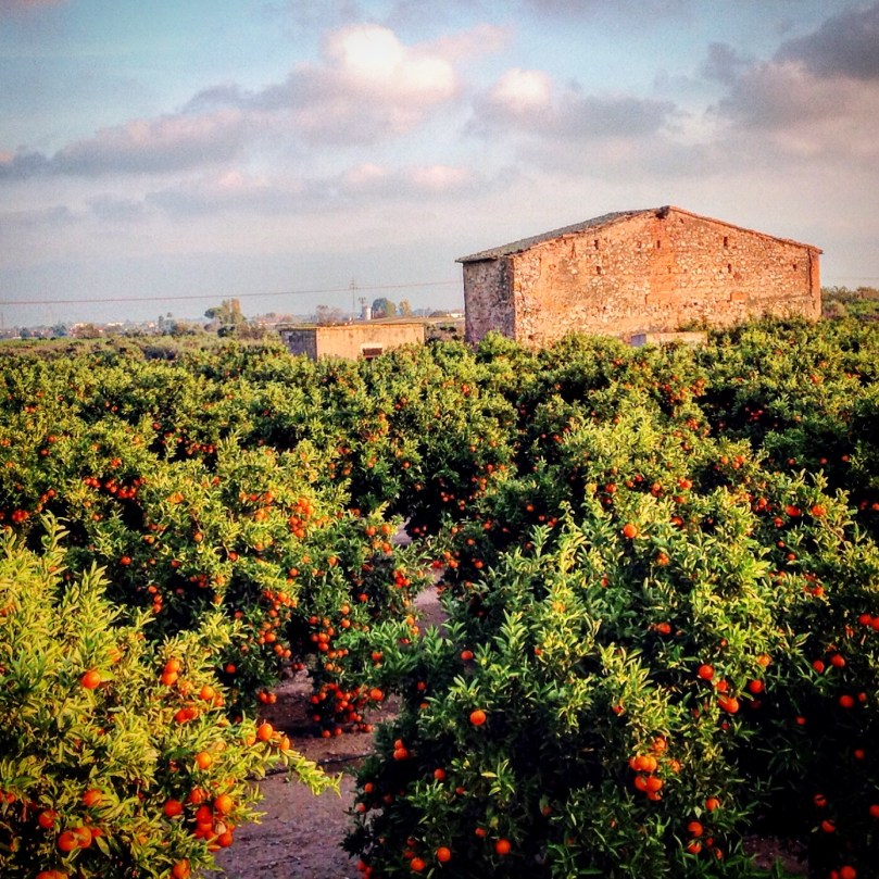 Castellon pedalar 5 naranjos