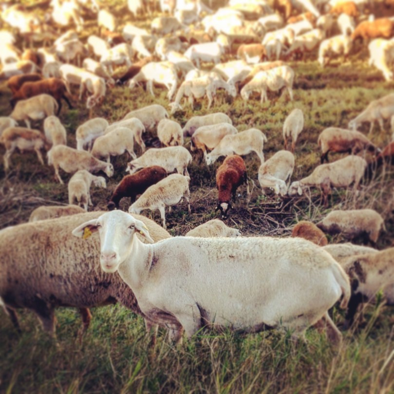 Castellon pedalar 5 ovelhas