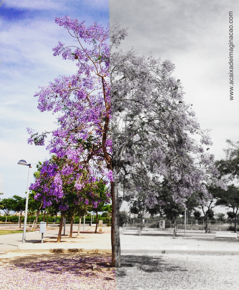 Jacarandá duas cores