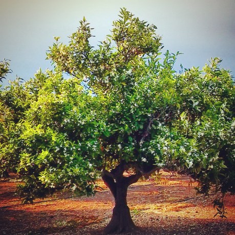 naranjos flor 1